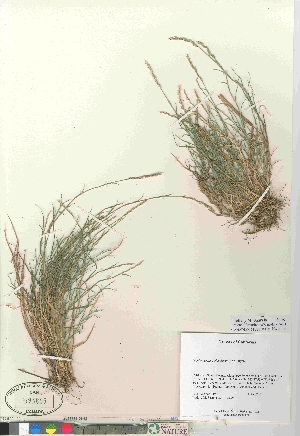  (Muhlenbergia richardsonis - 06-PMP-19817)  @11 [ ] Copyright (2010) Canadian Museum of Nature Canadian Museum of Nature