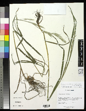  ( - 04-PMP-18364)  @11 [ ] Copyright (2007) United States National Herbarium, Smithsonian Institution Unspecified