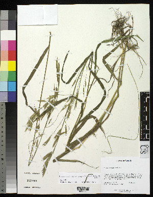  ( - 04-PMP-18447)  @11 [ ] Copyright (2007) United States National Herbarium, Smithsonian Institution Unspecified