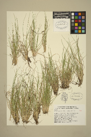  ( - 08-DPYC-13)  @11 [ ] Copyright (2010) University of British Columbia Herbarium University of British Columbia