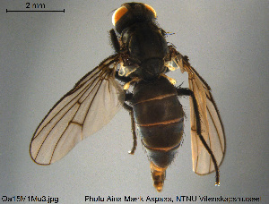  ( - Qa15M1Mu3)  @13 [ ] Creative Commons  Attribution Non-Commercial Share-Alike (2017) NTNU University Museum, Department of Natural History NTNU University Museum, Department of Natural History