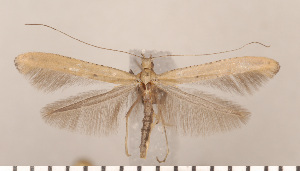  ( - CLV2667)  @14 [ ] Copyright (2011) David C. Lees Research Collection of David C. Lees