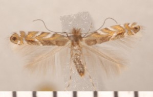  ( - CLV2780)  @12 [ ] Copyright (2011) David C. Lees Unspecified