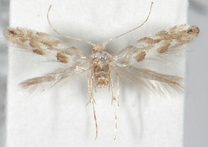  ( - CLV5802)  @12 [ ] Copyright (2012) Alain Cama Unspecified