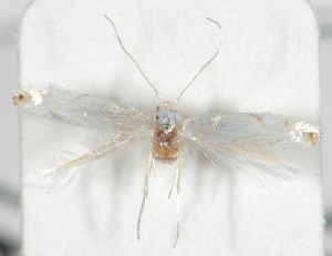  ( - CLV580712)  @13 [ ] Copyright (2012) Alain Cama Unspecified