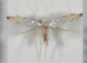  ( - CLV5811)  @13 [ ] Copyright (2012) Alain Cama Unspecified