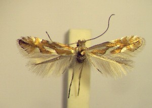  ( - LF7mespi)  @12 [ ] Copyright (2012) Zdenek Lastuvka Unspecified