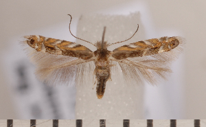  ( - CLV1533)  @12 [ ] Copyright (2011) David C. Lees Research Collection of David C. Lees