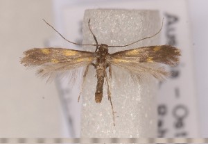 ( - CLV1604)  @12 [ ] Copyright (2011) David C. Lees Research Collection of David C. Lees
