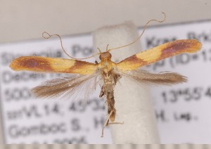  ( - CLV160710)  @12 [ ] Copyright (2011) David C. Lees Research Collection of David C. Lees