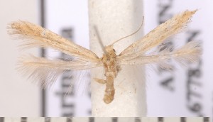  (Sabulopteryx limosella - CLV1746)  @14 [ ] Copyright (2010) David C. Lees Research Collection of David C. Lees