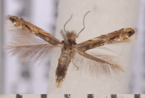  ( - CLV1749)  @12 [ ] Copyright (2010) David C. Lees Research Collection of David C. Lees