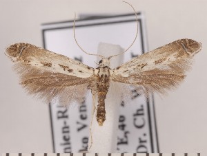  ( - CLV1770)  @11 [ ] Copyright (2010) David C. Lees Research Collection of David C. Lees