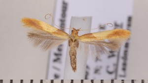  ( - CLV1783)  @12 [ ] Copyright (2010) David C. Lees Research Collection of David C. Lees