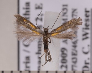  ( - CLV1829)  @12 [ ] Copyright (2010) David C. Lees Research Collection of David C. Lees