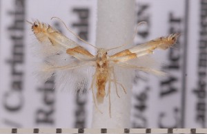 ( - CLV1868)  @12 [ ] Copyright (2010) David C. Lees Research Collection of David C. Lees
