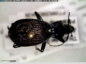  (Sphaeroderus bicarinatus - GRSM205528)  @11 [ ] CreativeCommons  Attribution Non-Commercial Share-Alike (2025) Discover Life in America Discover Life in America