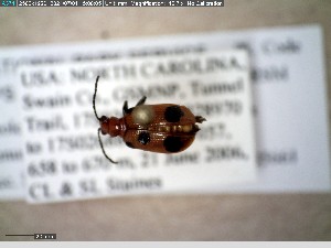  (Neolema sexpunctata - GRSM205661)  @11 [ ] CreativeCommons  Attribution Non-Commercial Share-Alike (2025) Discover Life in America Discover Life in America