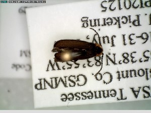  ( - GRSM205829)  @11 [ ] CreativeCommons  Attribution Non-Commercial Share-Alike (2025) Discover Life in America Discover Life in America