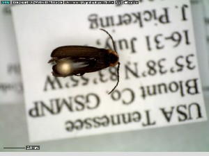  ( - GRSM205829)  @11 [ ] CreativeCommons  Attribution Non-Commercial Share-Alike (2025) Discover Life in America Discover Life in America