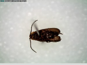  ( - GRSM205829)  @11 [ ] CreativeCommons  Attribution Non-Commercial Share-Alike (2025) Discover Life in America Discover Life in America