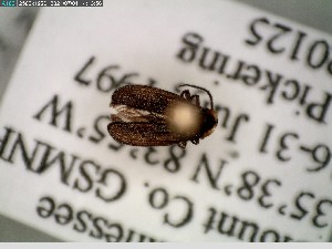  ( - GRSM205831)  @11 [ ] CreativeCommons  Attribution Non-Commercial Share-Alike (2025) Discover Life in America Discover Life in America