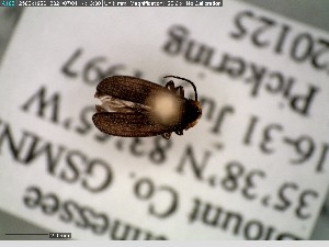  ( - GRSM205831)  @11 [ ] CreativeCommons  Attribution Non-Commercial Share-Alike (2025) Discover Life in America Discover Life in America