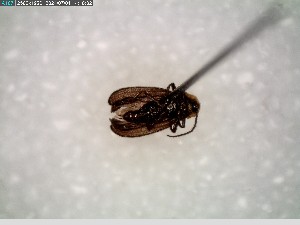  ( - GRSM205831)  @11 [ ] CreativeCommons  Attribution Non-Commercial Share-Alike (2025) Discover Life in America Discover Life in America