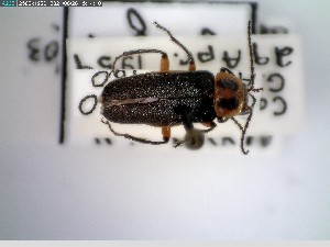  ( - GRSM26810)  @11 [ ] CreativeCommons  Attribution Non-Commercial Share-Alike (2025) Discover Life in America Discover Life in America