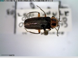  ( - GRSM26810)  @11 [ ] CreativeCommons  Attribution Non-Commercial Share-Alike (2025) Discover Life in America Discover Life in America