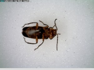  ( - GRSM26810)  @11 [ ] CreativeCommons  Attribution Non-Commercial Share-Alike (2025) Discover Life in America Discover Life in America