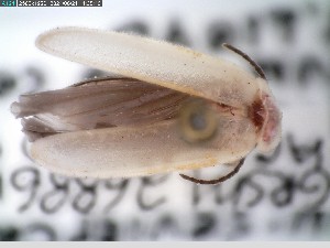  ( - GRSM26886)  @11 [ ] CreativeCommons  Attribution Non-Commercial Share-Alike (2025) Discover Life in America Discover Life in America