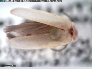  ( - GRSM26886)  @11 [ ] CreativeCommons  Attribution Non-Commercial Share-Alike (2025) Discover Life in America Discover Life in America