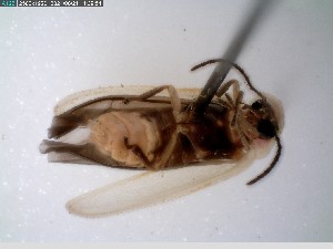  ( - GRSM26886)  @11 [ ] CreativeCommons  Attribution Non-Commercial Share-Alike (2025) Discover Life in America Discover Life in America