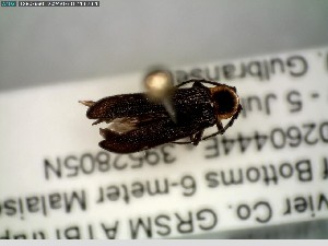  ( - GRSM100843)  @11 [ ] CreativeCommons  Attribution Non-Commercial Share-Alike (2025) Discover Life in America Discover Life in America