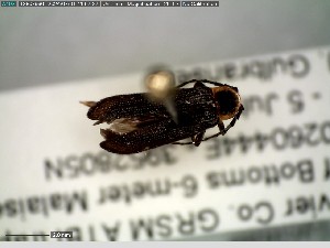  ( - GRSM100843)  @11 [ ] CreativeCommons  Attribution Non-Commercial Share-Alike (2025) Discover Life in America Discover Life in America