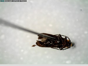  ( - GRSM100843)  @11 [ ] CreativeCommons  Attribution Non-Commercial Share-Alike (2025) Discover Life in America Discover Life in America