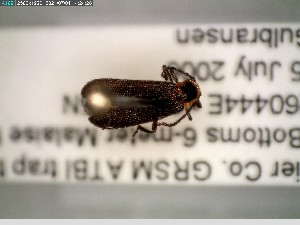  ( - GRSM100845)  @11 [ ] CreativeCommons  Attribution Non-Commercial Share-Alike (2025) Discover Life in America Discover Life in America