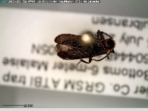  ( - GRSM100845)  @11 [ ] CreativeCommons  Attribution Non-Commercial Share-Alike (2025) Discover Life in America Discover Life in America