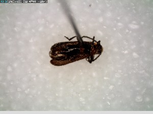  ( - GRSM100845)  @11 [ ] CreativeCommons  Attribution Non-Commercial Share-Alike (2025) Discover Life in America Discover Life in America