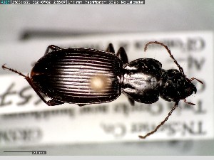  (Pterostichus palmi - GRSM40657)  @11 [ ] CreativeCommons  Attribution Non-Commercial Share-Alike (2025) Discover Life in America Discover Life in America