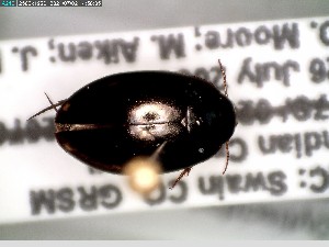  ( - GRSM81681)  @11 [ ] CreativeCommons  Attribution Non-Commercial Share-Alike (2025) Discover Life in America Discover Life in America