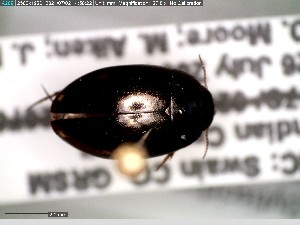  ( - GRSM81681)  @11 [ ] CreativeCommons  Attribution Non-Commercial Share-Alike (2025) Discover Life in America Discover Life in America