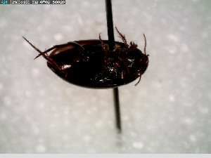  ( - GRSM81681)  @11 [ ] CreativeCommons  Attribution Non-Commercial Share-Alike (2025) Discover Life in America Discover Life in America