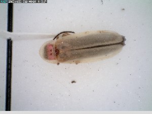  ( - GRSM83270)  @11 [ ] CreativeCommons  Attribution Non-Commercial Share-Alike (2025) Discover Life in America Discover Life in America