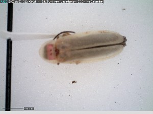  ( - GRSM83270)  @11 [ ] CreativeCommons  Attribution Non-Commercial Share-Alike (2025) Discover Life in America Discover Life in America