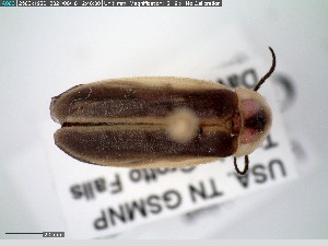  (Photinus brimleyi - GRSM83273)  @11 [ ] CreativeCommons  Attribution Non-Commercial Share-Alike (2025) Discover Life in America Discover Life in America