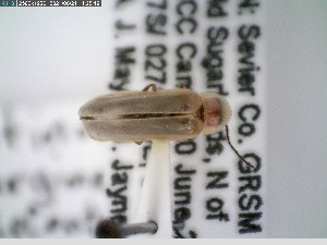  ( - GRSM83692)  @11 [ ] CreativeCommons  Attribution Non-Commercial Share-Alike (2025) Discover Life in America Discover Life in America