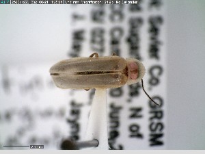  ( - GRSM83692)  @11 [ ] CreativeCommons  Attribution Non-Commercial Share-Alike (2025) Discover Life in America Discover Life in America