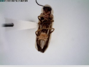  ( - GRSM83692)  @11 [ ] CreativeCommons  Attribution Non-Commercial Share-Alike (2025) Discover Life in America Discover Life in America